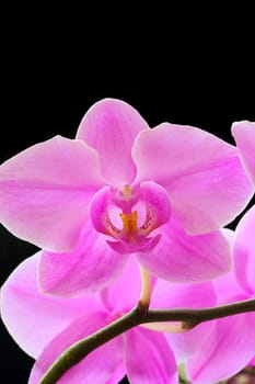 The beautiful purple orchid on black background