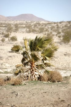A young Mojave Yucca with palm fronds stands in the middle of the Mojave Desert with mountains in the background.