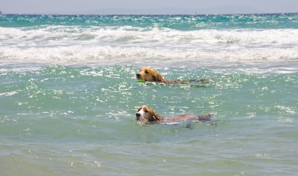 Dogs swimming hard in the ocean, Tarifa, Spain