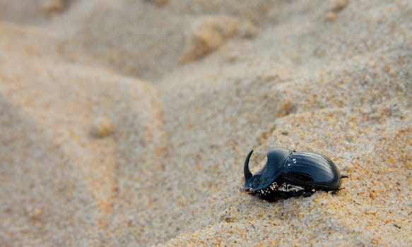 A Rhinoceros Beetle diggind itselfs on the sand, Tarifa Beach, Spain