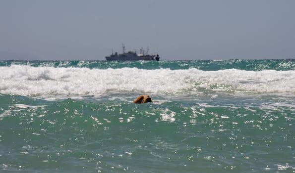 Dogs swimming hard in the ocean, Tarifa, Spain