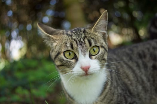 Playing cats in nature,cat portraits