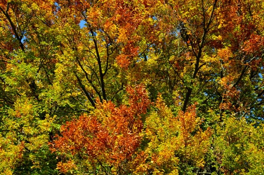 colorful foliage in autumn