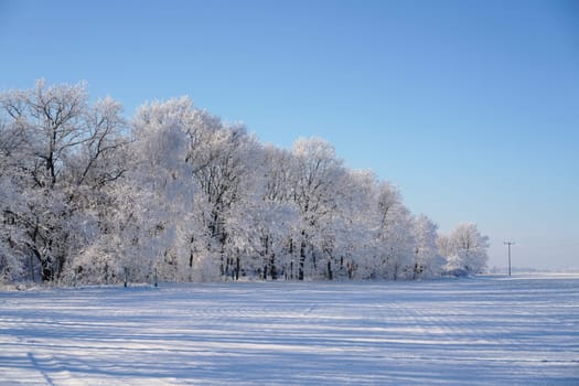 Trees on the edge of the field in winter