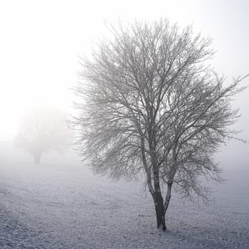 Winterlandchaft with trees in the fog