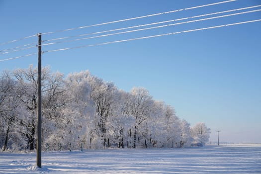 Trees on the edge of the field in winter
