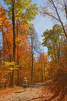 Hiking into a Forest in the Fall in Shenandoah National Park in Virginia