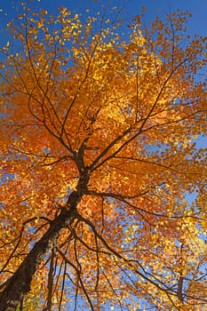 Looking up into a Maple in Full Fall Colors in Shenandoah National Park in Virginia