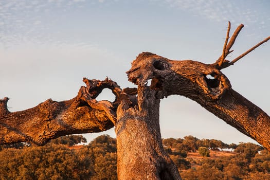 Old oak holm broken by lightning, after a hard storm at sunset, Extremadura, Spain