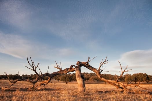 Old oak holm broken by lightning, after a hard storm at sunset, Extremadura, Spain
