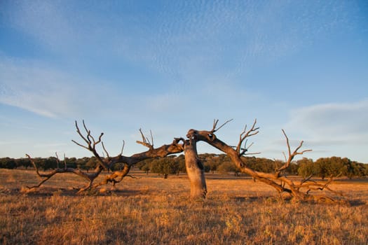 Old oak holm broken by lightning, after a hard storm at sunset, Extremadura, Spain