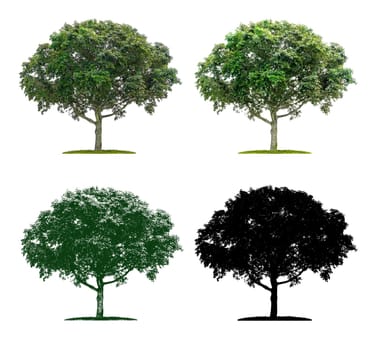 Tree in four different illustration techniques - Maple tree