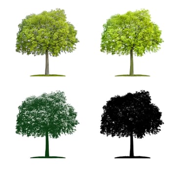 Tree in four different illustration techniques - Zürgelbaum