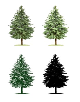 Conifer in four different illustration techniques - Pine