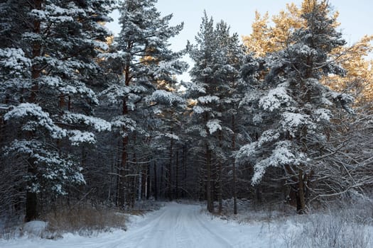 An forest road covered with white snow