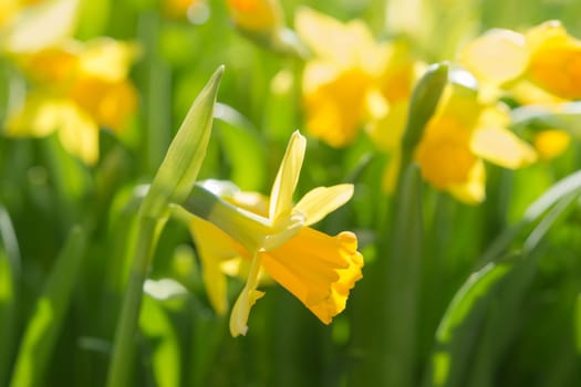 Narcissus spring yellow flowers on sunshine glade. Stock photo with shallow DOF and selective soft focus point.