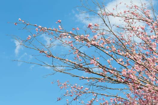 Pink blossoming branches of spring blooming apple tree with sunlight flowers against blue sky