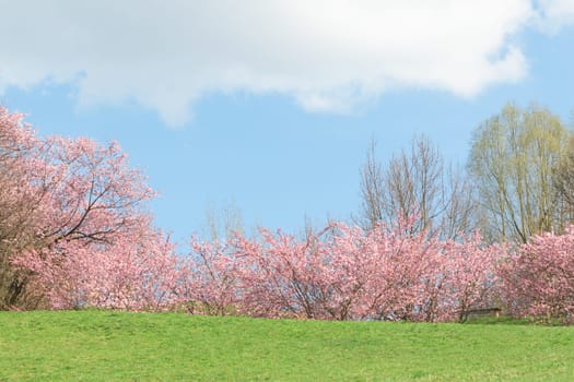 Springtime pink flowering apple trees in blooming nature sunshine landscape with green meadow