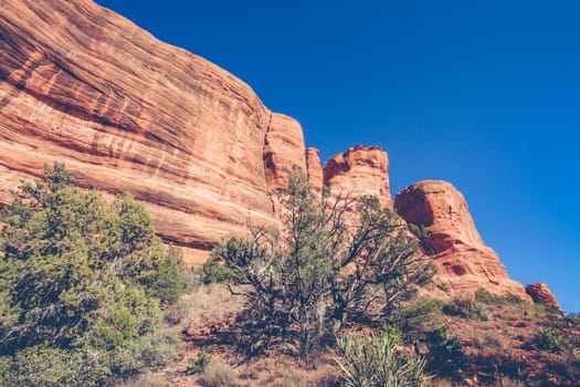 Landscape of a red rock formation with blue sky with a small tree in foreground.