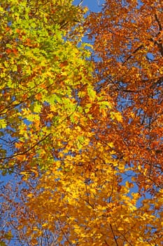 Riot of Colors in the Fall in Shenandoah National Park in Virginia