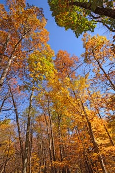 The Colors of Fall in the Tall Trees in Shenandoah National Park in Virginia