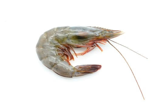 Raw / fresh shrimp / prawn isolated on white background