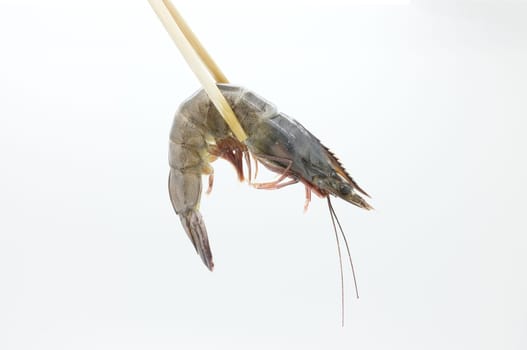 Wood chopsticks and raw / fresh shrimp / prawn