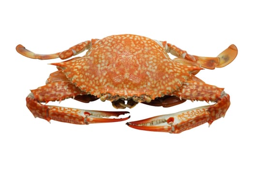 Streamed / boiled Flower crab / Blue crab / Blue swimmer crab / Blue manna crab / Sand crab isolated on white background