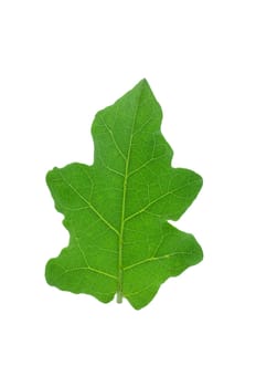 Eggplant leaves isolated on a white background