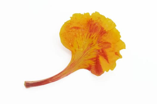 Petal of flame tree, flower