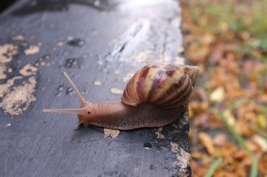 Snail