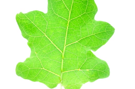 Eggplant leaves isolated on a white background