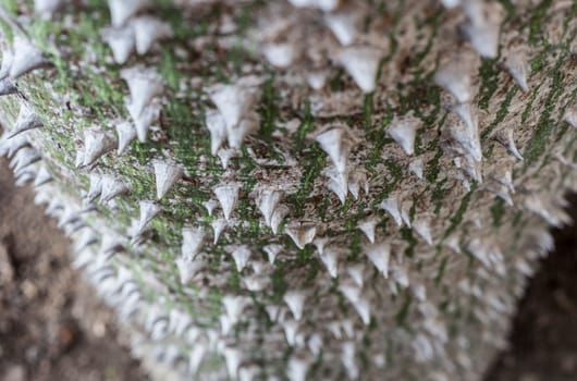 White Silk Floss tree trunk. Its scientific name is Chorisia Insignis or Ceiba Insignis. Selective focus