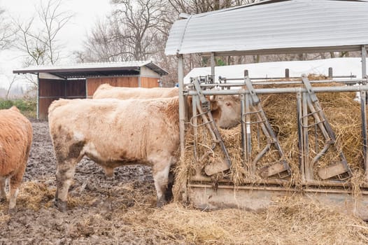 Cows eat straw and hay in the barn of the farm in the countryside