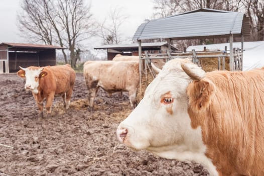 Cows eat straw and hay in the barn of the farm in the countryside