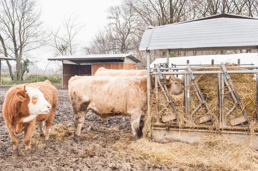 Cows eat straw and hay in the barn of the farm in the countryside