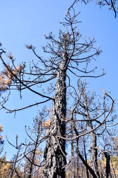 Effects of the Fire in a Forest, in Canary Islands, Spain