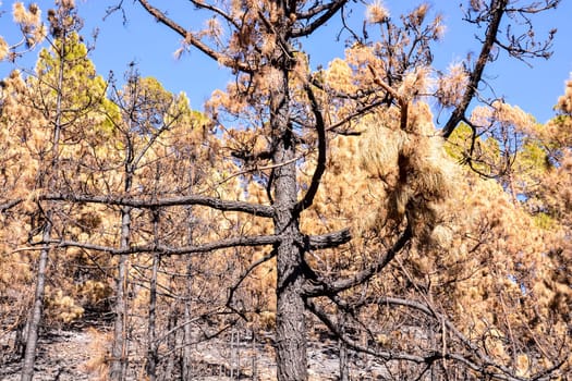 Effects of the Fire in a Forest, in Canary Islands, Spain