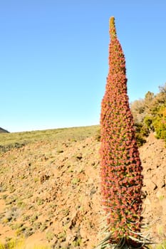 Specimens of Endemic Red Tenerife Bugloss in Teide National Park Canary Islands Spain
