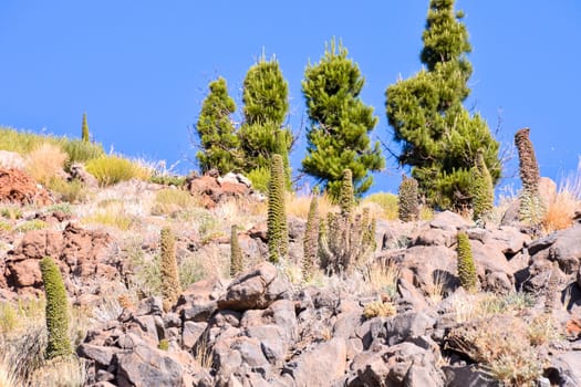 Specimens of Endemic Red Tenerife Bugloss in Teide National Park Canary Islands Spain