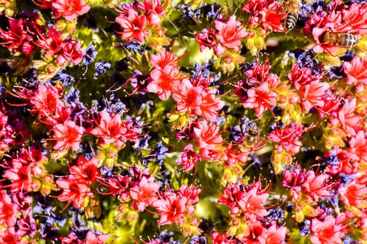 Specimens of Endemic Red Tenerife Bugloss in Teide National Park Canary Islands Spain