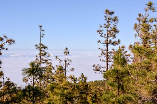 Mar de Nubes, Sea Cloud on the High Mountains Phenomenon in Tenerife, Canary Island