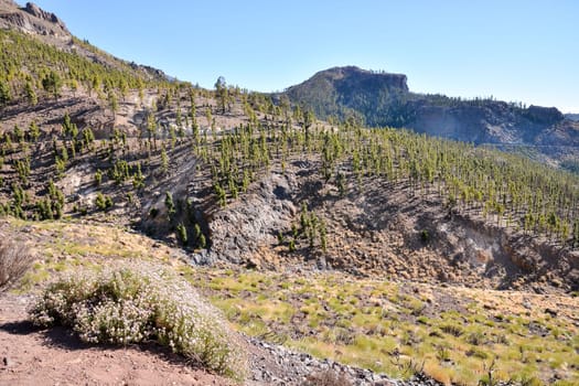 Corona Forestal in Teide National Park Tenerife with Canary Pine