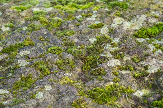 close up of moss and lichen growing on a rock