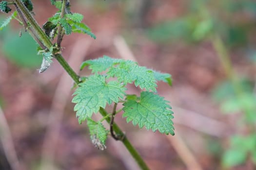 close up of nettle plant growing wild in woodland
