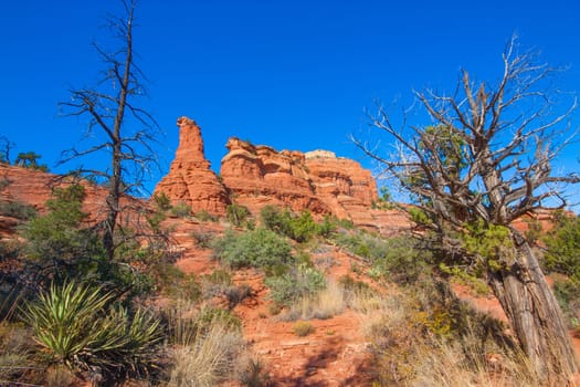 Red rock desert landscape of a rock formation framed by two dead trees.