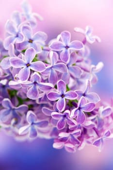 Blooming lilac flowers. Macro photo.