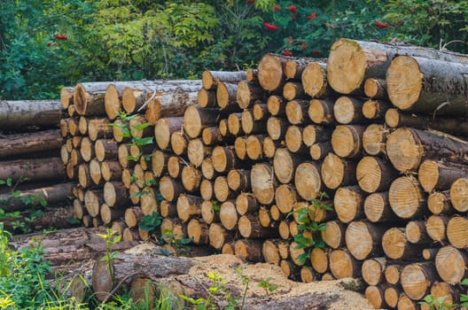 Wooden stacks in the forest for dry use as firewood