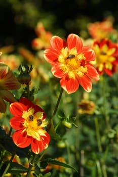 Bees in Dahlia Blueten