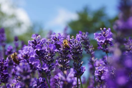 Bee in the Lavender Field